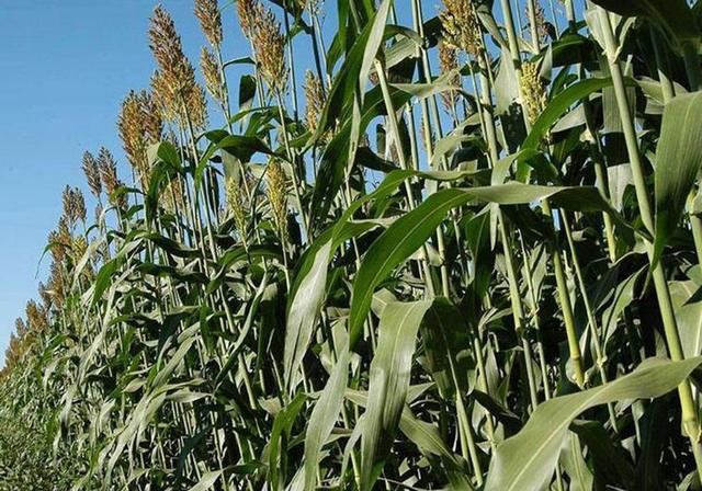 甜高粱栽培,田間管理方法有哪些 甜高粱栽培,田間管理方法有哪些