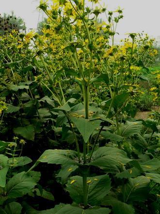 優(yōu)質(zhì)的牧草---串葉松香草,基本詳情介紹 優(yōu)質(zhì)的牧草---串葉松香草,基本詳情介紹