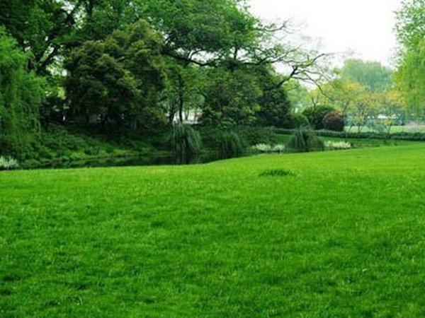 草坪種子常見(jiàn)的有哪些？該怎么樣育苗？