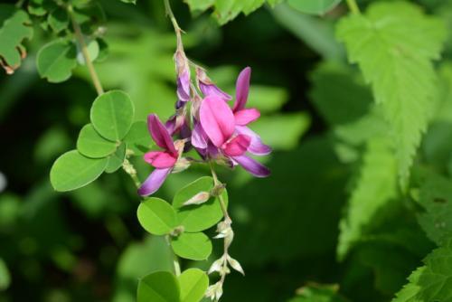 胡枝子的種植技術(shù)介紹，什么時(shí)候播種最佳？