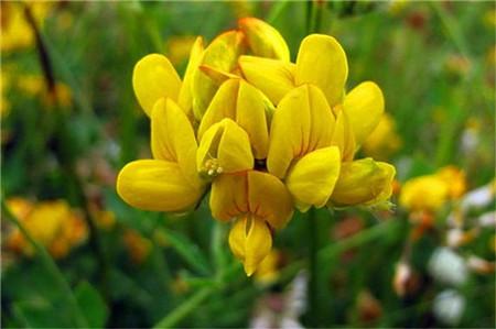 百脈根的主要價值有哪些？有何作用？