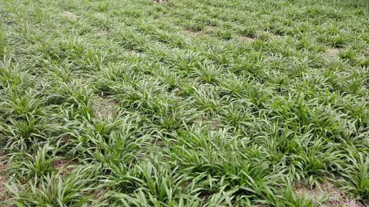 南方地區(qū)適宜種植的牧草---寬葉雀稗