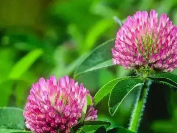 十種優質牧草及其栽培技術與方法 十種優質牧草及其栽培技術與方法