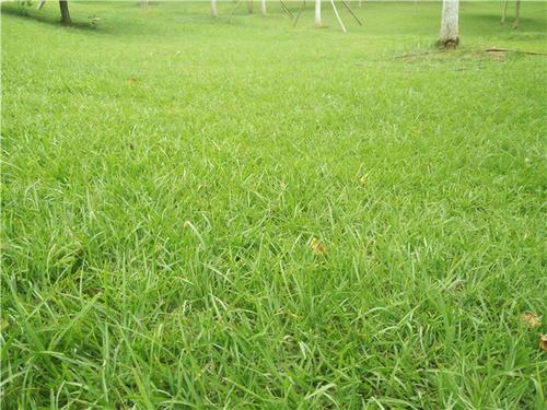 綠化草坪種類圖片，不同的草坪用途和功能都有所差別