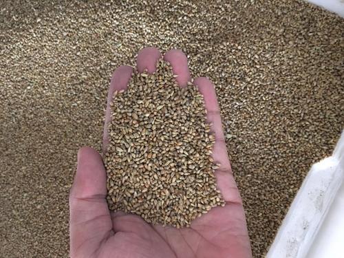 狼尾草種植技術是什么,有什么需要注意的 狼尾草種植技術是什么,有什么需要注意的