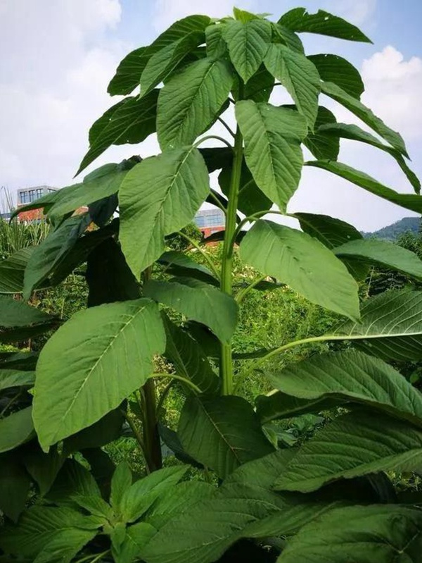 養豬用什么牧草種植比較好？