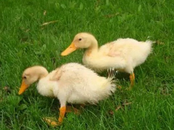 優(yōu)質(zhì)牧草種子一年生黑麥草栽培技術(shù)與播種方法 優(yōu)質(zhì)牧草種子一年生黑麥草栽培技術(shù)與播種方法