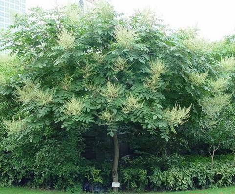 生命力頑強的鹽膚木，鹽膚木基本價值與種植技術介紹
