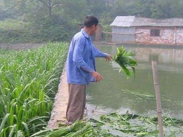 養(yǎng)魚種什么草種好?皇竹草喂草魚效果好,有什么方法 養(yǎng)魚種什么草種好?皇竹草喂草魚效果好,有什么方法