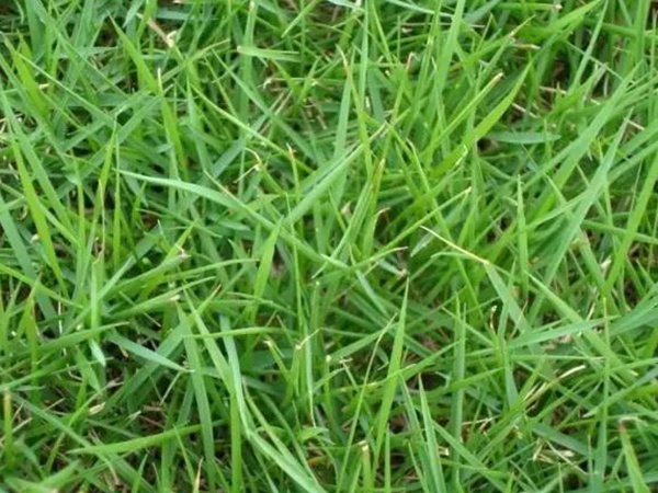 狗牙根草坪建植方法以及播種需要注意的 狗牙根草坪建植方法以及播種需要注意的