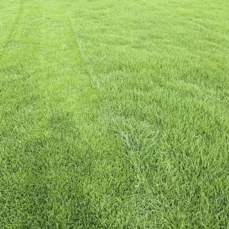 結縷草草坪雜草種植應該注意什么，有哪些好的方法