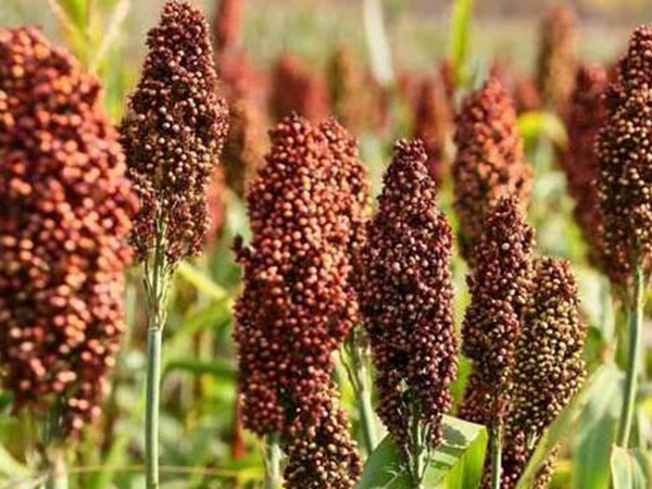 甜高粱簡單如何播種，播種方法是什么？