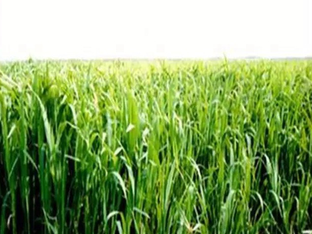 牧草種子——湖南稷子特性以及栽培技術