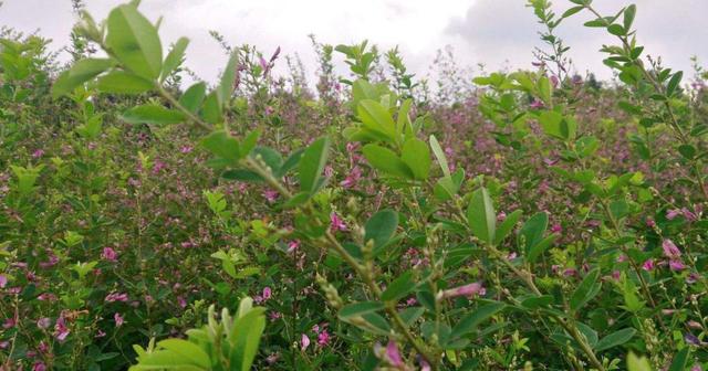 胡枝子經濟價值及種植技術