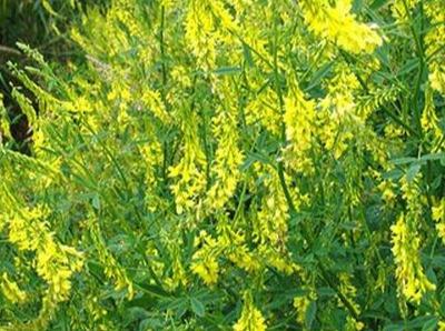 草木犀種植方法及特點(diǎn)介紹,什么時(shí)候種植比較好 草木犀種植方法及特點(diǎn)介紹,什么時(shí)候種植比較好