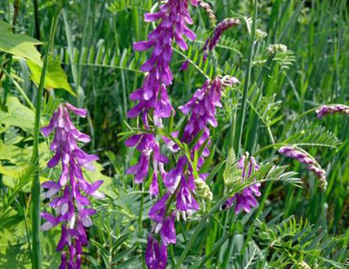毛苕子的種植技術(shù)介紹以及播種時(shí)間 毛苕子的種植技術(shù)介紹以及播種時(shí)間