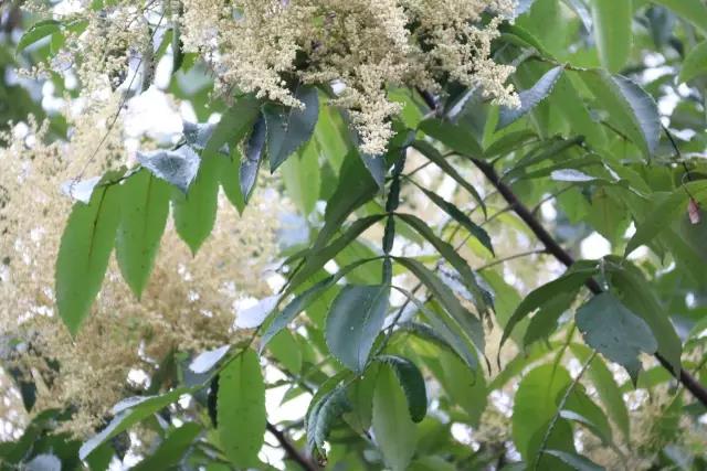 江陰鄉土植物——鹽膚木灌木