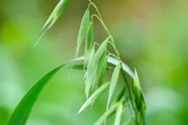 北方能不能種皇竹草，種植什么牧草比較好