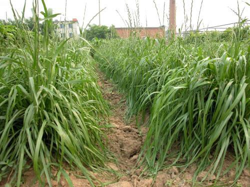冬牧70黑麥草和黑麥草兩者有什么區(qū)別？