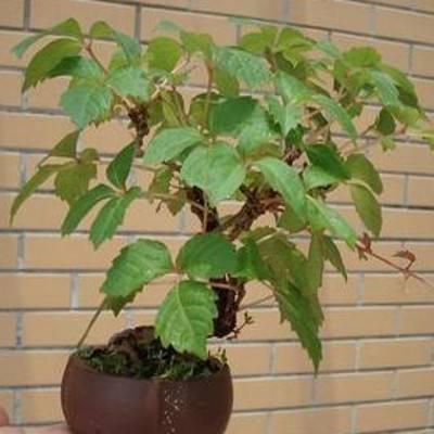 爬山虎也能做盆景?生長能力比較好,抗旱能力不錯 爬山虎也能做盆景?生長能力比較好,抗旱能力不錯