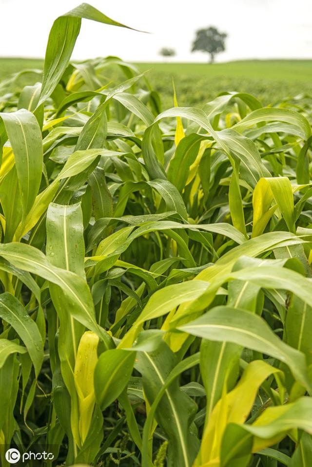 牛羊愛吃的蘇丹草，獲得高產(chǎn)量牧草需要這樣種植