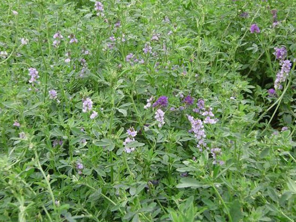 種植牧草需要注意的地方有很多，需要注意什么？