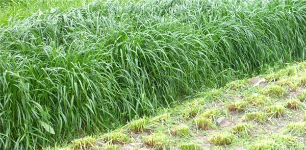 優質牧草——高丹草，種植高丹草種子如何高產？