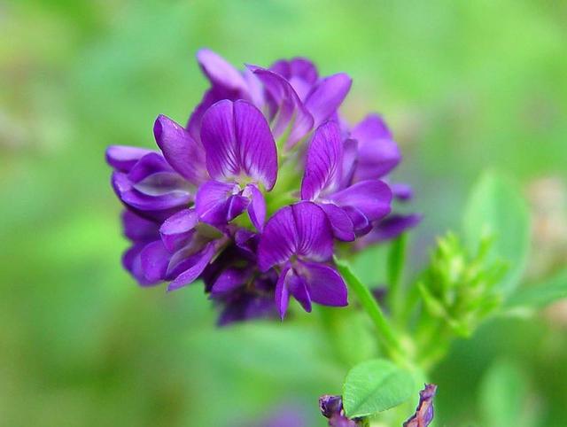 紫花苜?！敛葜械臉O品，最實用的種植技術(shù)，值得收藏