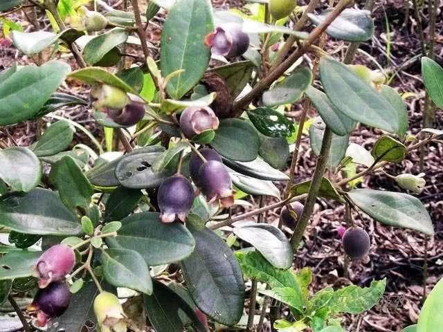 桃金娘可以人工種植嗎？桃金娘種植方法是什么？