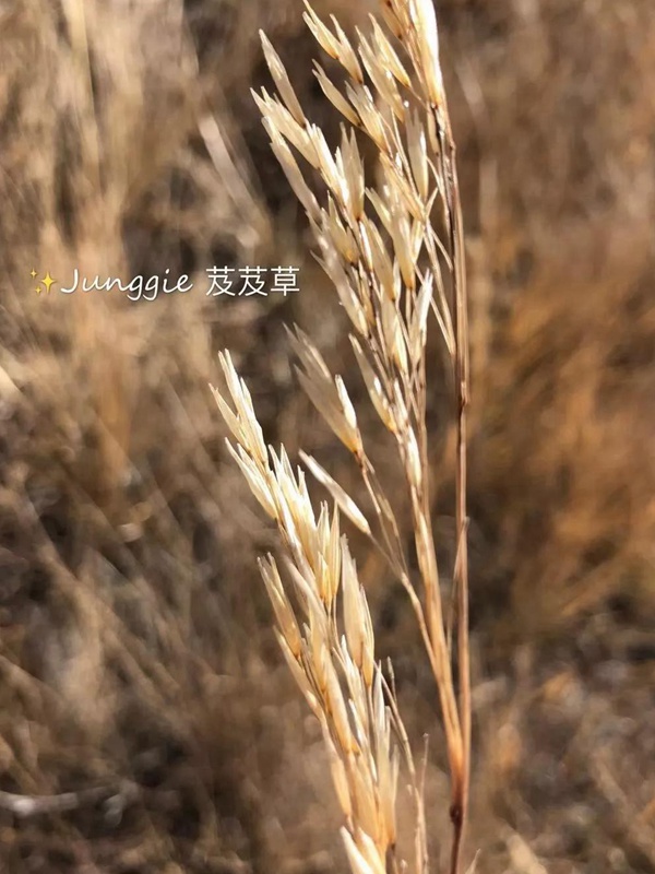 芨芨草飼用價值?——耐寒耐旱耐鹽堿 芨芨草飼用價值?——耐寒耐旱耐鹽堿