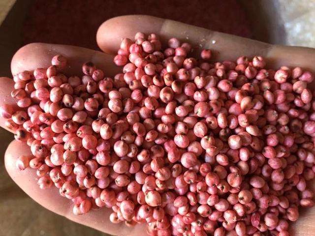 優質牧草——高丹草，種植高丹草種子如何高產？