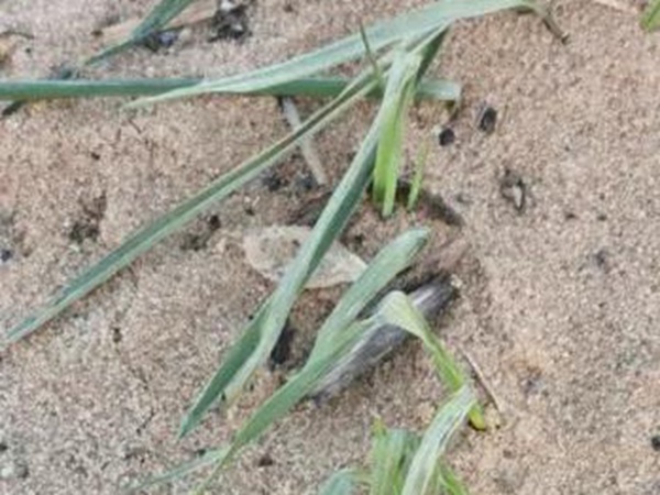 春播燕麥預防麥苗期凍害及凍害后如何補救措施