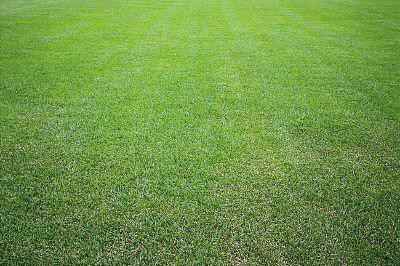 野牛草種植這幾個(gè)步驟一定要掌握好，種植就比較簡(jiǎn)單