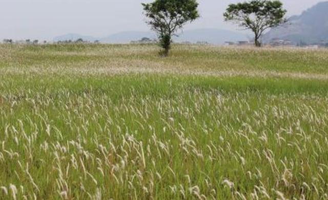 綠化草坪堿茅草的種植方法以及經(jīng)濟價值 綠化草坪堿茅草的種植方法以及經(jīng)濟價值
