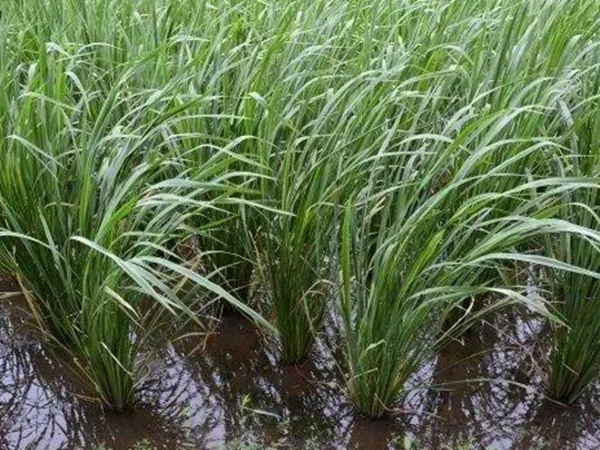 皇竹草種植方法？多少度下適合播種？