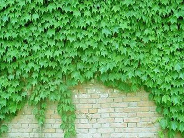 爬山虎如何種，爬山虎種植方法有哪些？