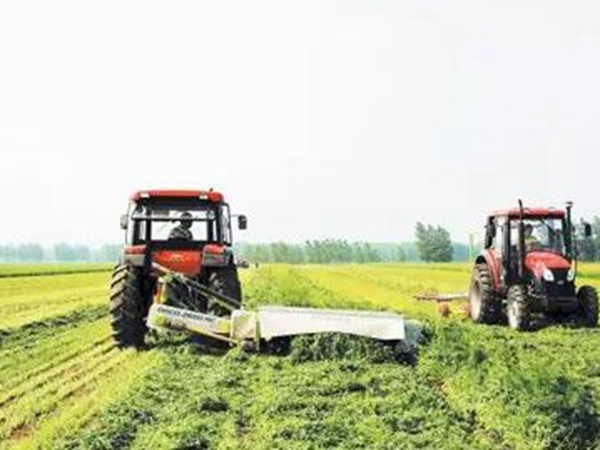 一年生黑麥草特高栽培技術與收割利用