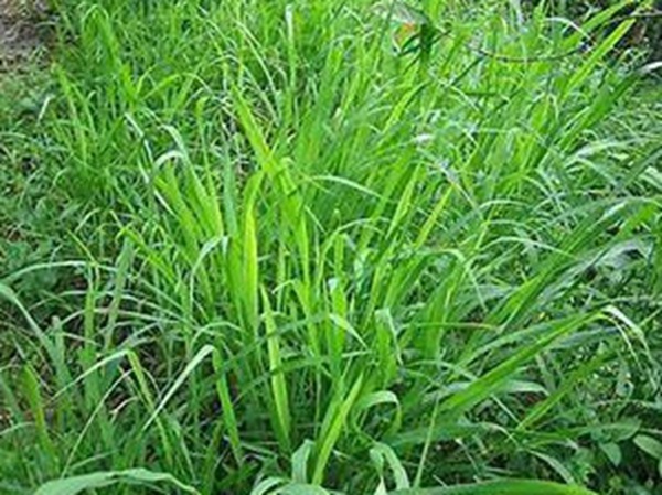 牧草要怎么種植比較好，有什么好的方法？