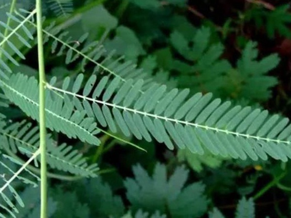 田菁的栽培技術(shù)以及管理方法