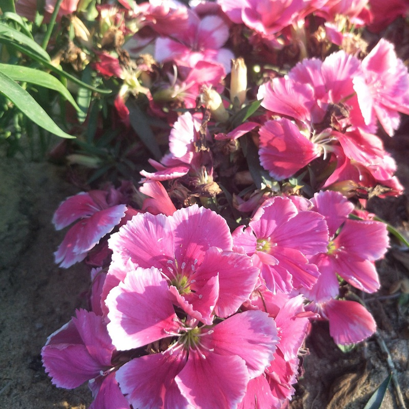 常夏石竹 常夏石竹