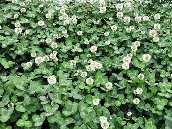 白三葉草優點有哪些，觀賞性怎么樣