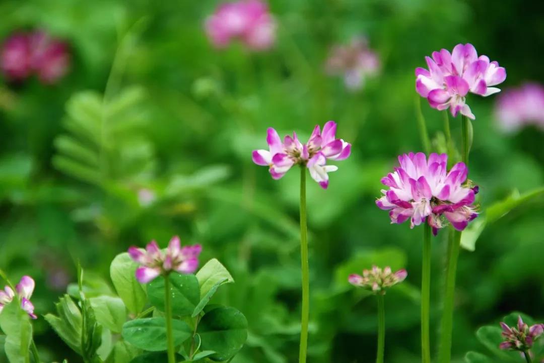 美麗的紫云英播種方法以及管理技術