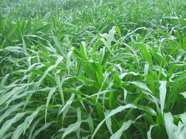 墨西哥玉米草種子哪家公司有賣?育苗方法是什么? 墨西哥玉米草種子哪家公司有賣?育苗方法是什么?