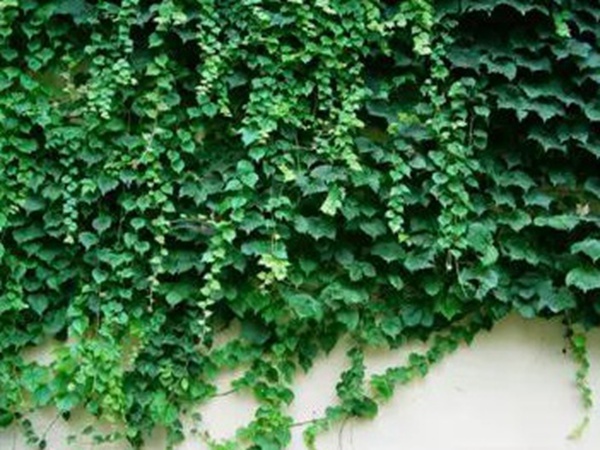 爬山虎種植方法與播種前應(yīng)該如何準(zhǔn)備 爬山虎種植方法與播種前應(yīng)該如何準(zhǔn)備