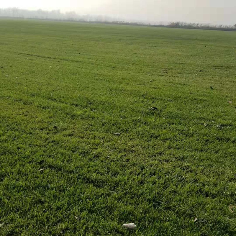 果嶺草果嶺草草坪種子種植技術和方法 果嶺草果嶺草草坪種子種植技術和方法