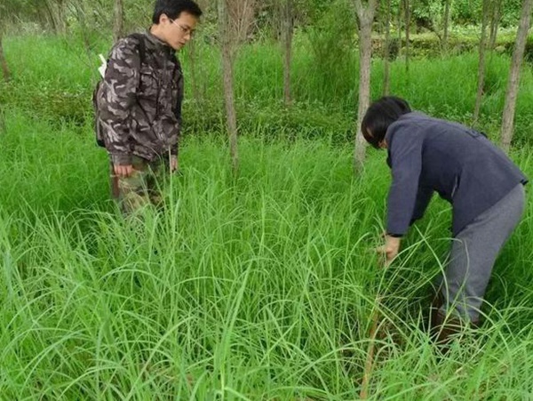不同氣候地區怎么選擇綠化草種？有什么好的方法？