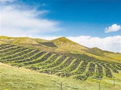 披堿草不僅可以做為一種牧草,還能作為一種防風護沙環境保護草 披堿草不僅可以做為一種牧草,還能作為一種防風護沙環境保護草