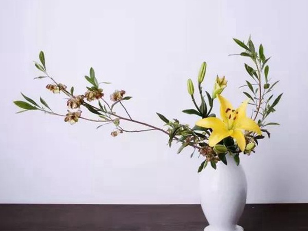 車桑子基本詳情介紹以及一車桑子的插花作品