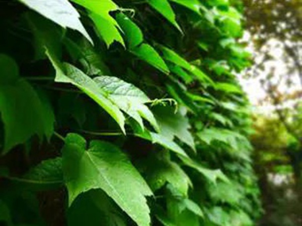 爬山虎種植方法與播種前應(yīng)該如何準(zhǔn)備 爬山虎種植方法與播種前應(yīng)該如何準(zhǔn)備