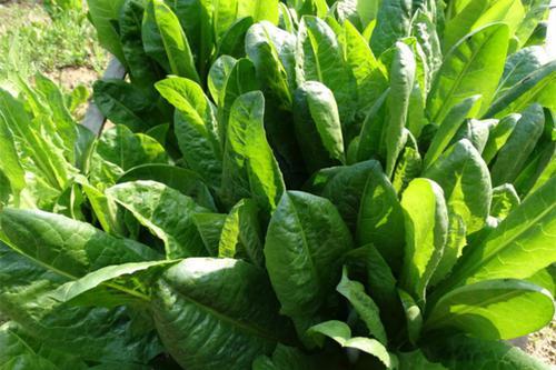 菊苣草可以養殖雞鴨鵝豬魚，是多年生的嗎